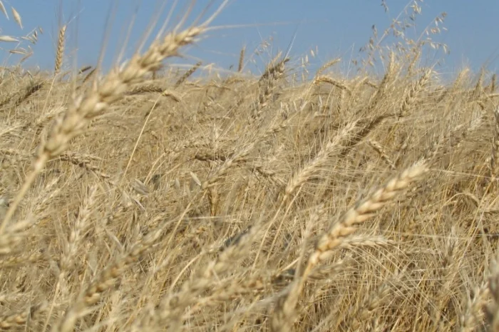 Семена жито Харьківське 98- фото № 2