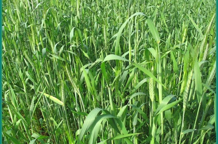 Семена жито Харьківське 98- фото № 3