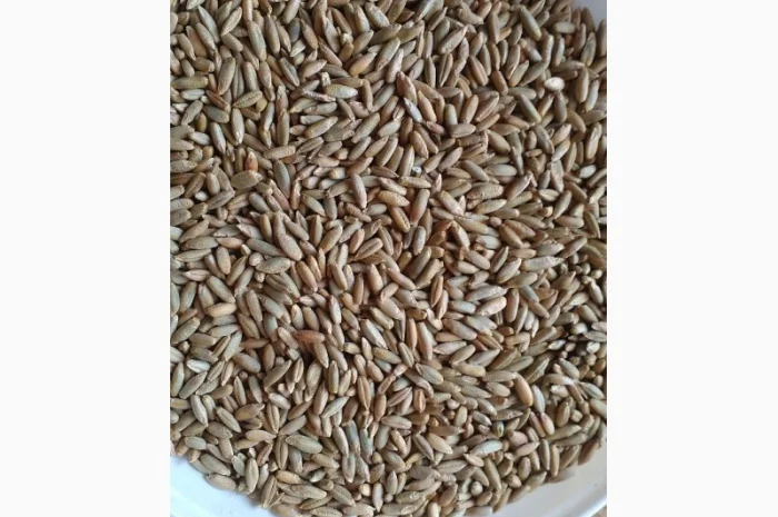 Семена жито Харьківське 98- фото № 4