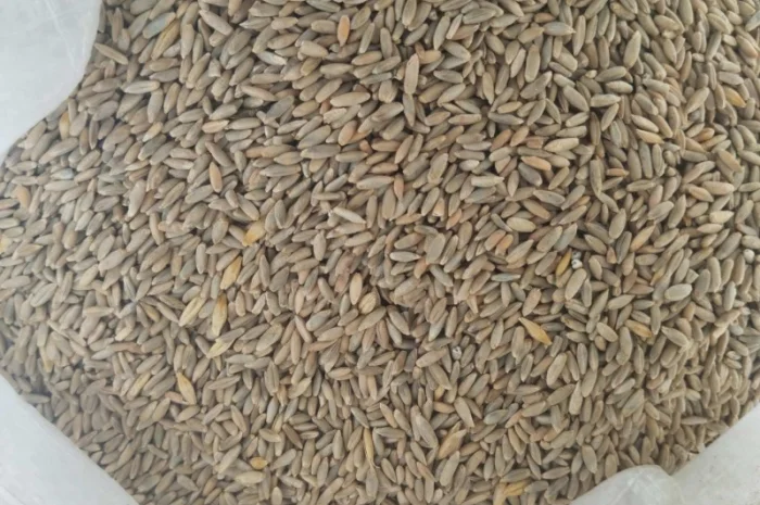 Семена жито Харьківське 98- фото № 1