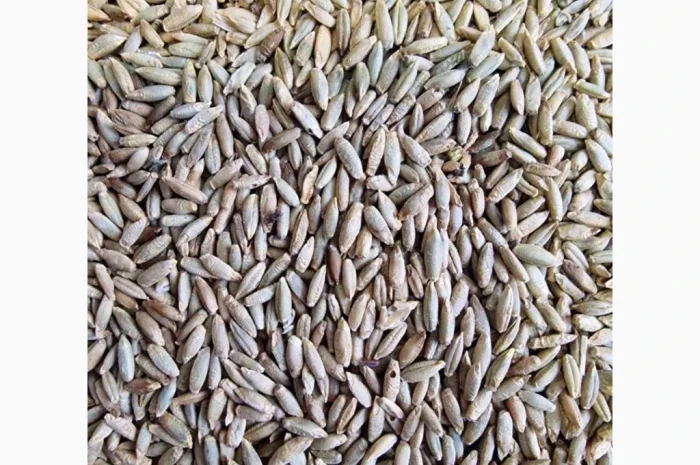 Покупка жита на постійній основі- фото № 1