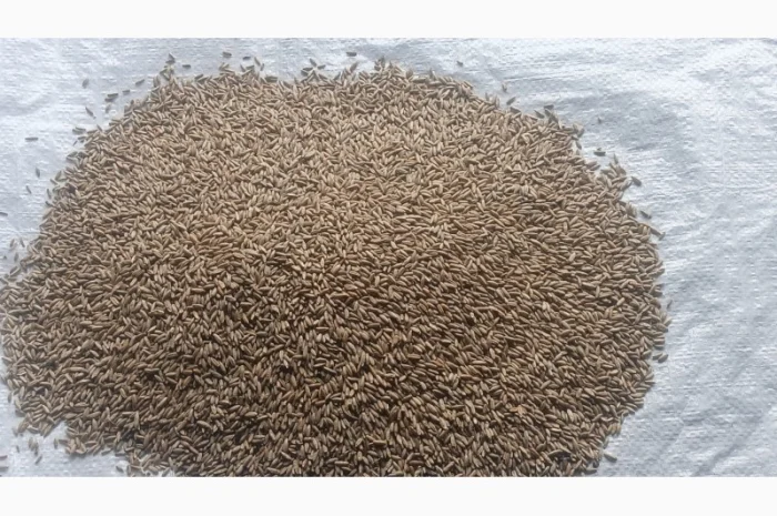 Продажа очищенного жита- фото № 2