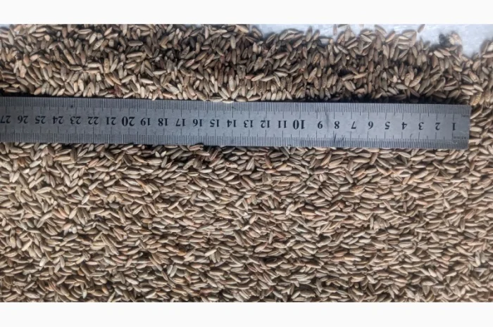 Продажа очищенного жита- фото № 5