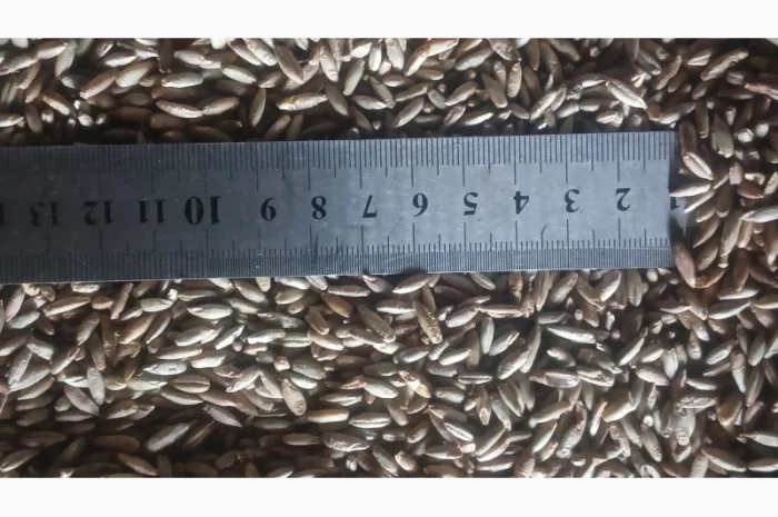 Продажа очищенного жита- фото № 7