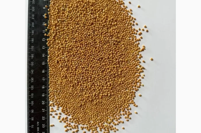 Продается жёлтое просо 550 т- фото № 1