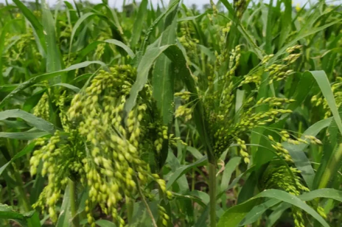 Куплю желтое и красное просо. Самовывоз- фото № 1