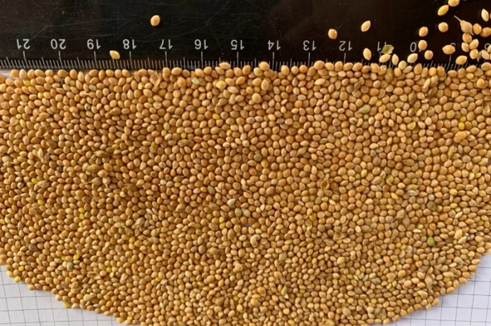 Продаю просо на экспорт- фото № 1