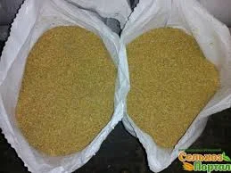 Купити жовте просо "Біла Альтанка"- фото № 2