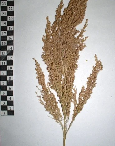 Высококачественное просо НОВОЕ поколение- фото № 1