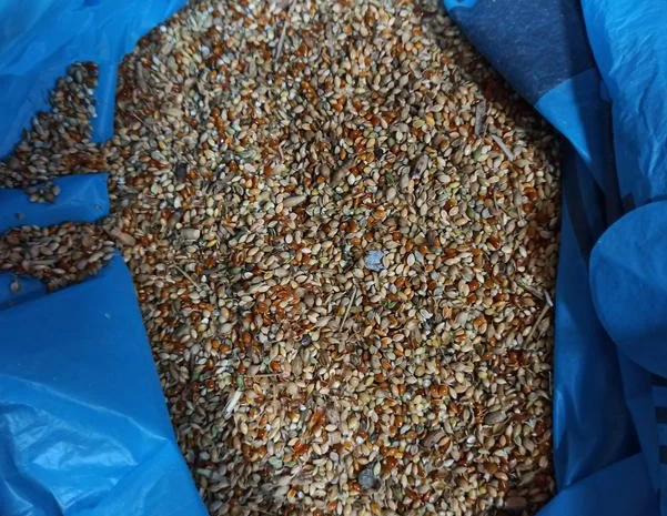 Продаж проса насипом- фото № 1