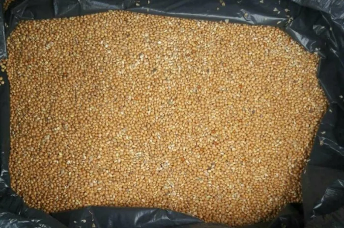 Покупаем просо в любых объемах, насипью или в мешках- фото № 1