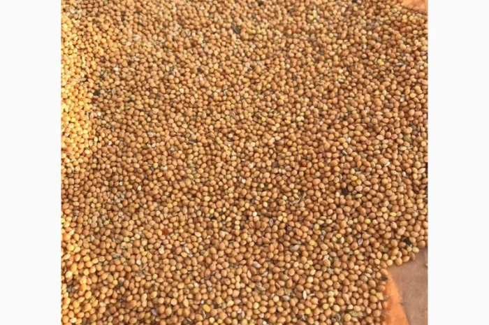 Покупаем желтое просо (любой объем)- фото № 1