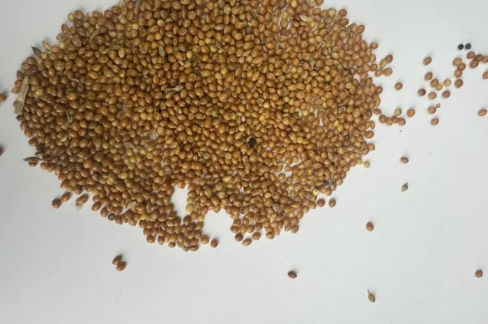 Куплю жовтое просо- фото № 1