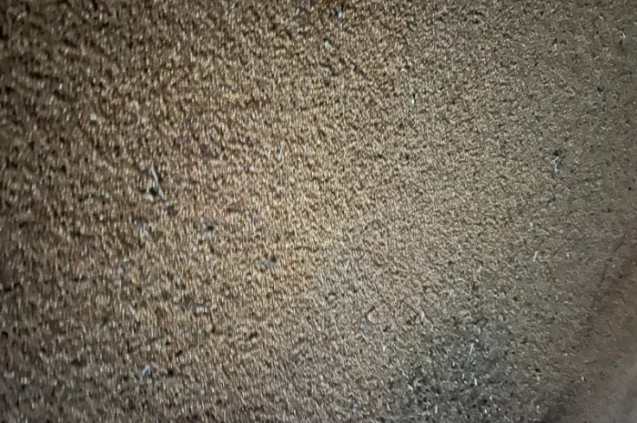 Куплю жовтое просо- фото № 3