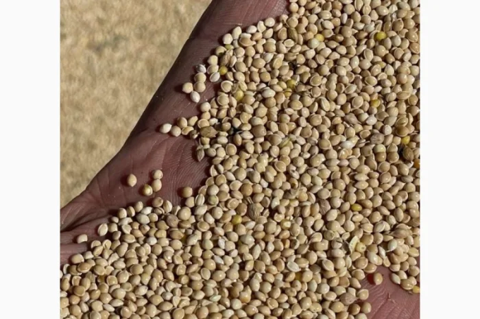 Закупка проса разных цветов: желтое, белое, красное, черное- фото № 1
