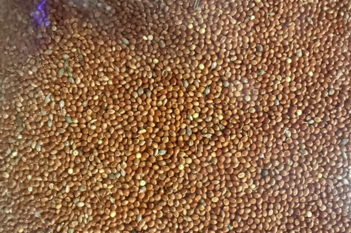 Продаж проса червоного високої якості- фото № 1