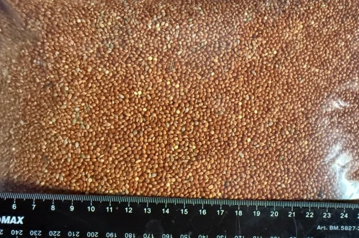 Продаж проса червоного високої якості- фото № 2