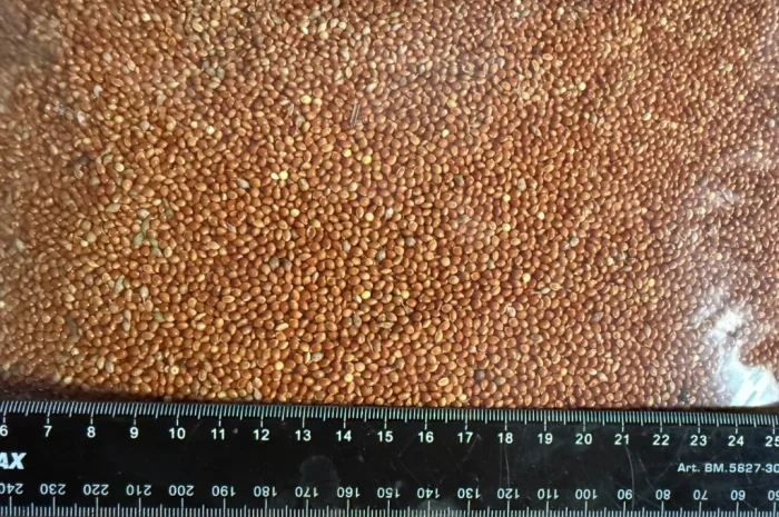 Продаж проса червоного високої якості- фото № 3