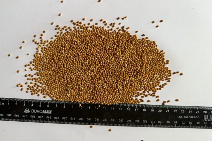 Продаю насіння Просо Жовте (Сорт: Біла Альтанка)- фото № 1