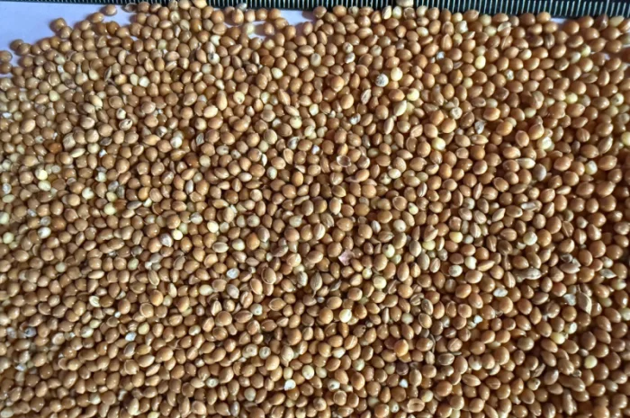 Продаю Жовте Просо (експортна якість)- фото № 1