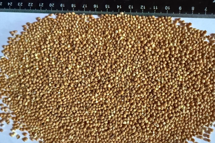 Продаю Жовте Просо (експортна якість)- фото № 2