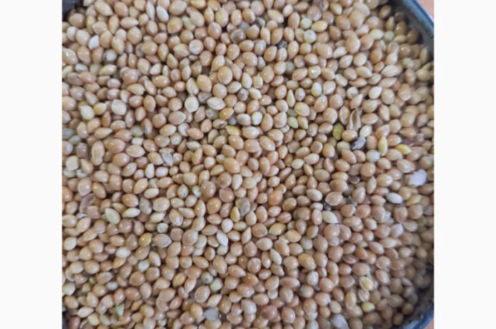 Продается очищенное желтое просо 2 класса- фото № 1