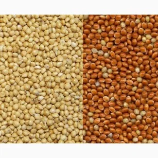 Покупка проса жовтого та червоного на постійній основі- фото № 1