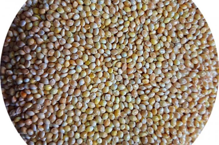 Куплю желтое просо на постоянной основе- фото № 2