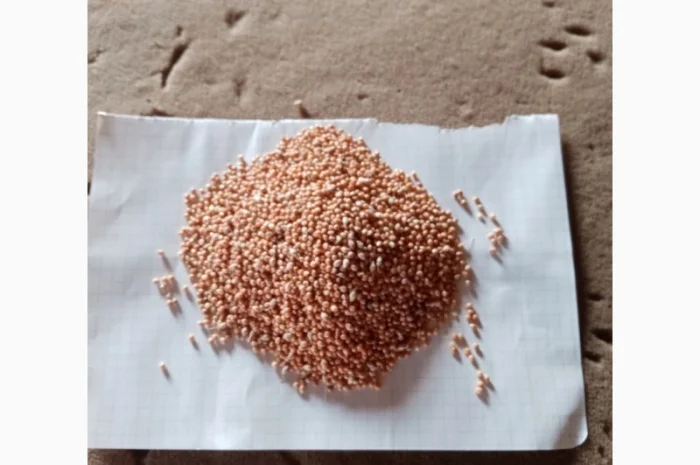 Продаж проса миронівського 51- фото № 1