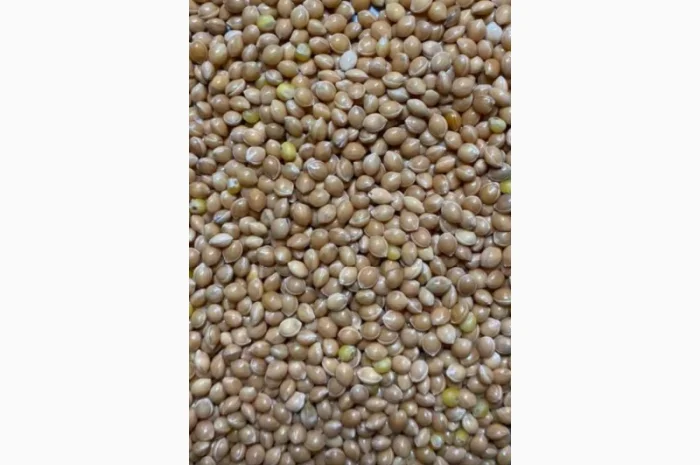 Семена просо на продаж- фото № 1