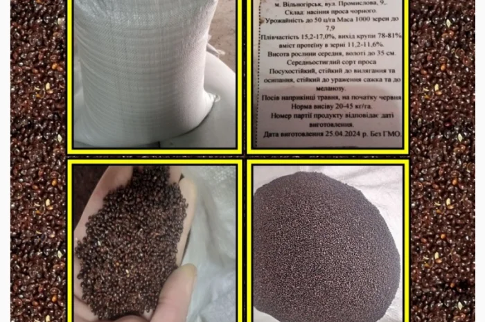 Семена просо на продаж- фото № 2