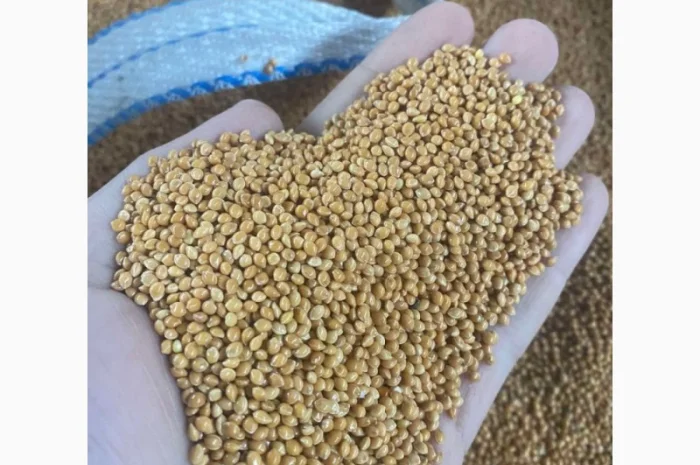 Семена просо на продаж- фото № 3