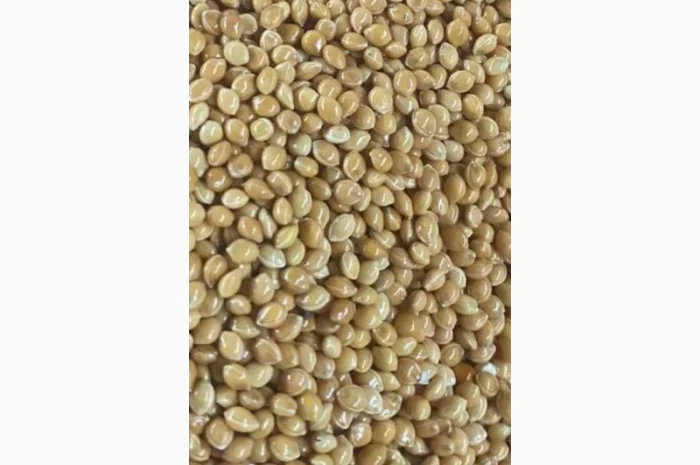 Семена просо на продаж- фото № 4