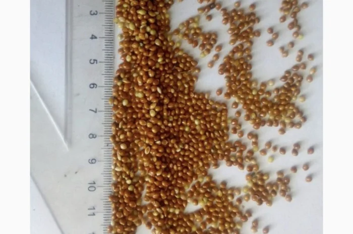 Семена просо на продаж- фото № 6