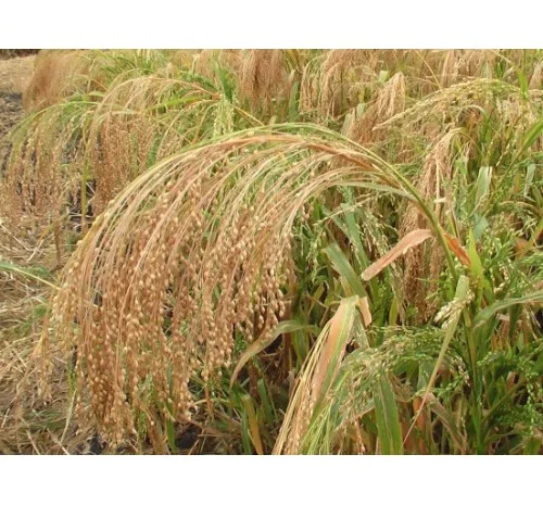 Продаж жовтого проса- фото № 1