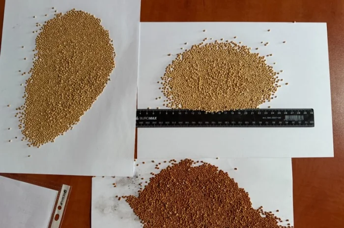 Купую просо оптом- фото № 1