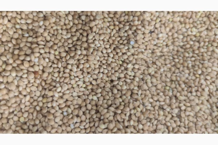 Продается желтое очищенное просо 2 категории- фото № 1