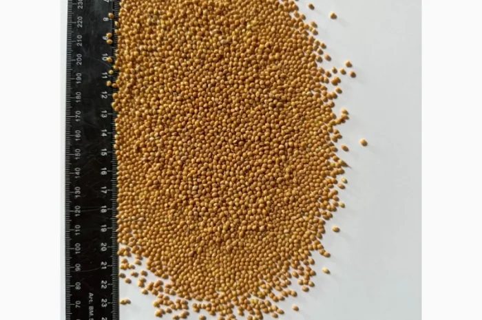 Продается семена проса Біла Альтанка- фото № 1