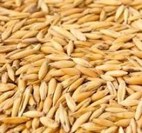 Купую овес в Тернопільській області- фото № 1