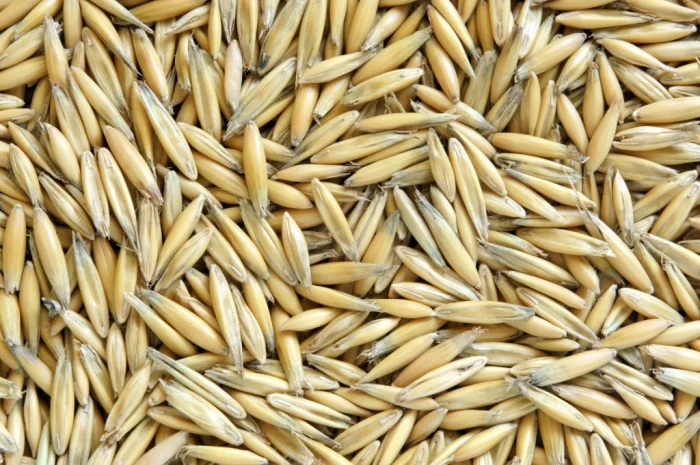 Продается овес посевной и товарный- фото № 1