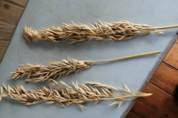 Продается овес посевной и товарный- фото № 2