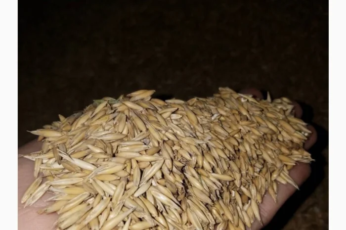 Пропонується овес високої якості- фото № 1