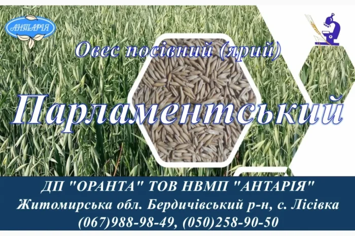 Продаж насіння овса Парламентський- фото № 1