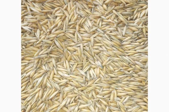 Продается овес, пшеница и рожь- фото № 1