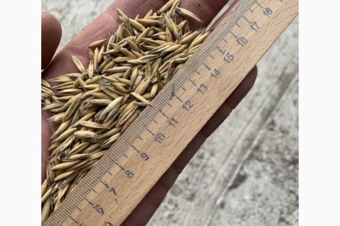 Продаж овесу сорт Парламентський- фото № 3