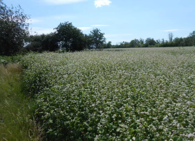 Гречка сорт Ярославна, Селяночка на продажу- фото № 1