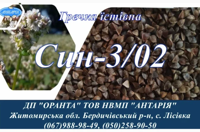 Продажа Насіння гречки Син-3/02- фото № 1