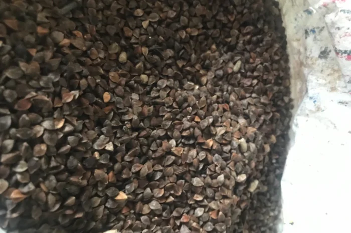 Продается гречка сорта «Арно»- фото № 1