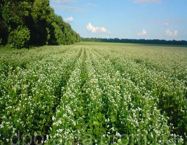 Насіння гречки від насіннєвого заводу- фото № 1