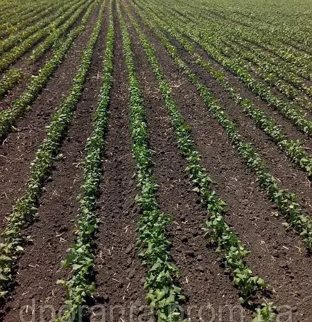 Насіння гречки від насіннєвого заводу- фото № 2